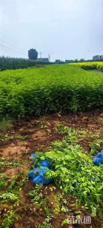 高度100厘米紫穗槐小苗