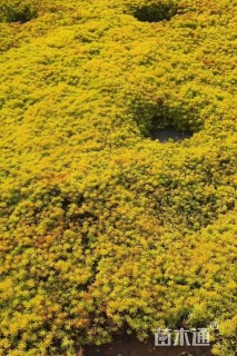 高度5厘米佛甲草