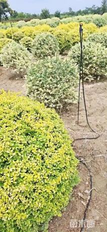 冠幅80厘米亮晶女贞球