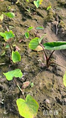 高度20厘米紫芋