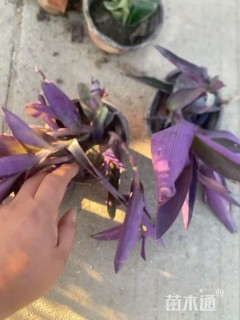 高度20厘米鸭舌草