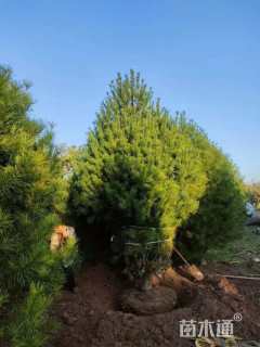 高度250厘米白皮松