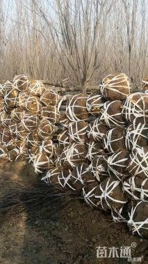 高度3厘米红叶李小苗