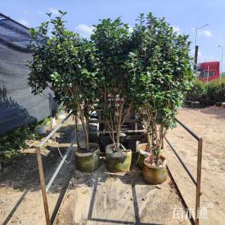 高度200厘米山茶花