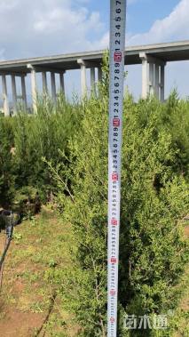 高度150厘米塔柏