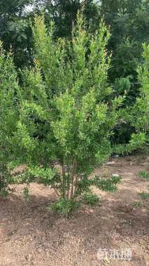 高度150厘米丛生花石榴