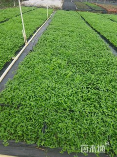 高度5厘米姬岩垂草