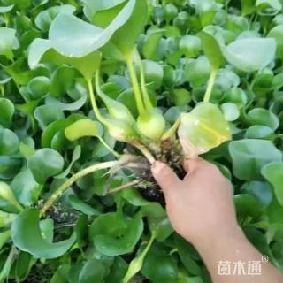 高度40厘米水葫芦