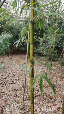 地栽苗黄纹竹
