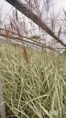 高度70厘米花叶芒