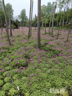 高度15厘米红花酢浆草