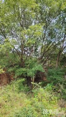高度12000厘米丛生五角枫
