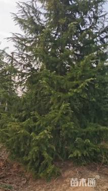 高度500厘米雪松