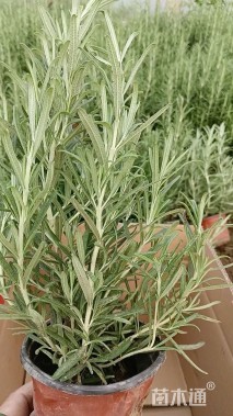 高度25厘米迷迭香