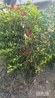 高度230厘米茶花-金玉满堂