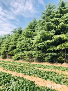 高度700厘米雪松