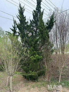 高度350厘米龙柏