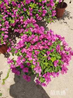 高度40厘米三角梅