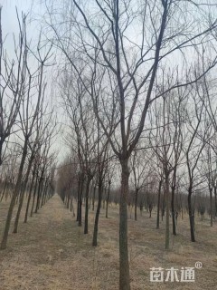 12公分青皮垂柳