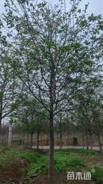 12公分染井吉野樱