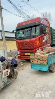 高度50厘米八角金盘