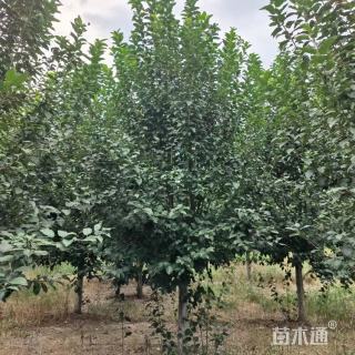 10公分北美海棠