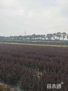 0.1公分紫叶紫薇