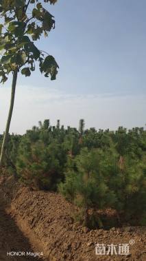 高度300厘米黑松