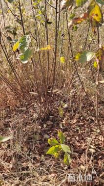 高度150厘米丛生榆叶梅