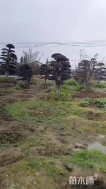 冠幅250厘米红叶石楠球