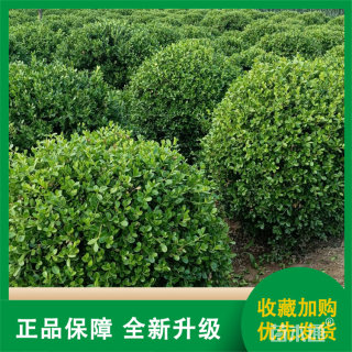 冠幅40厘米小叶黄杨球