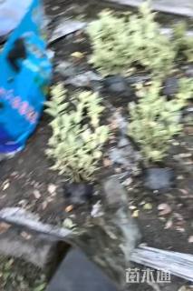 高度40厘米金边黄杨