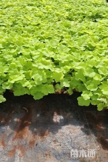 高度15厘米矾根