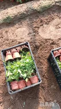 高度20厘米鼠尾草