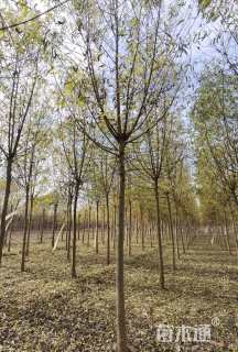 8公分漳河柳