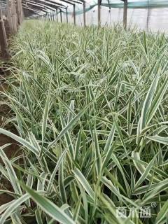 高度40厘米花叶芦竹