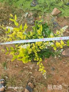 20厘米金森女贞