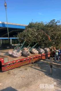 13公分日本晚樱