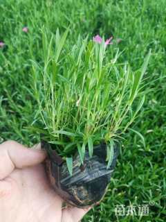 高度5厘米欧石竹