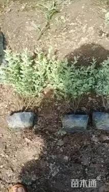 高度35厘米银姬小蜡