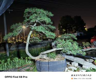 15公分造型黑松