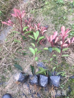 高度40厘米红叶石楠小苗