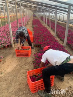 高度15厘米美女樱