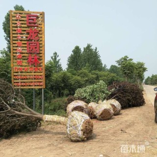 15公分造型亮晶女贞