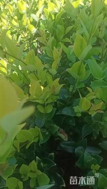 高度30厘米金森女贞