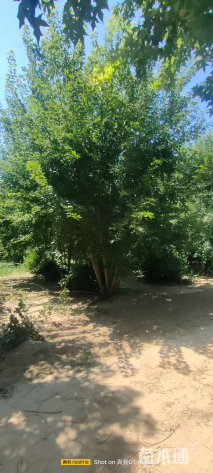 高度600厘米丛生元宝枫