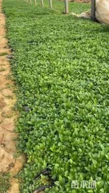 高度15厘米剪秋罗