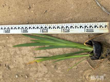 高度30厘米鸢尾