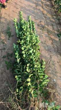 高度120厘米北海道黄杨