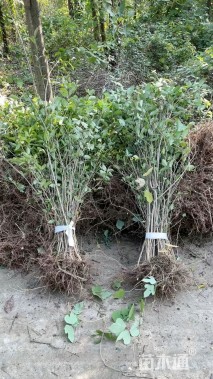 高度80厘米大叶女贞小苗